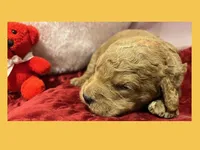 Elton, a female Labradoodle for sale in Washington, MO – Photo 2 of 3