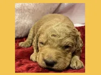 Elton, a female Labradoodle for sale in Washington, MO – Photo 1 of 3