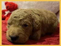 Elton, a female Labradoodle for sale in Washington, MO – Photo 3 of 3
