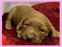 Ella, a female Labradoodle for sale in Washington, MO – Photo 1 of 3