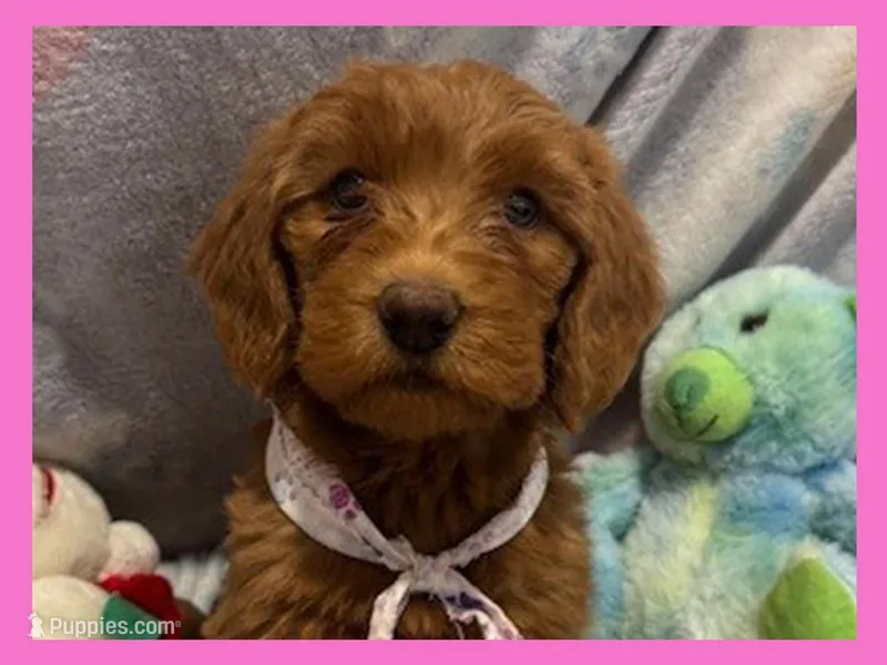 Ella – Labradoodle puppy for sale in Washington, MO