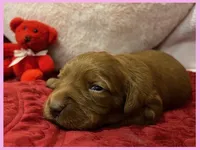 Ella, a female Labradoodle for sale in Washington, MO – Photo 2 of 3