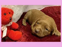 Ella, a female Labradoodle for sale in Washington, MO – Photo 3 of 3