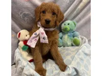 Echo, a female Labradoodle for sale in Washington, MO – Photo 1 of 8