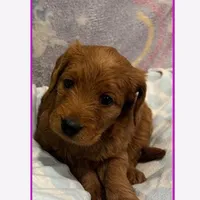 Echo, a female Labradoodle for sale in Washington, MO – Photo 6 of 8