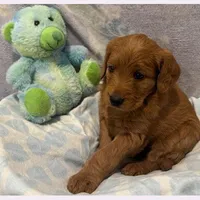 Echo, a female Labradoodle for sale in Washington, MO – Photo 7 of 8
