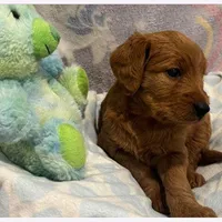 Echo, a female Labradoodle for sale in Washington, MO – Photo 8 of 8