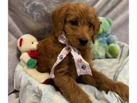 Echo, a female Labradoodle for sale in Washington, MO – Photo 5 of 8