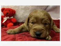 Echo, a female Labradoodle for sale in Washington, MO – Photo 2 of 4