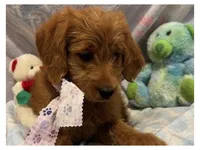 Echo, a female Labradoodle for sale in Washington, MO – Photo 2 of 8