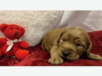 Echo, a female Labradoodle for sale in Washington, MO – Photo 4 of 4