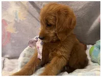 Echo, a female Labradoodle for sale in Washington, MO – Photo 3 of 8