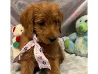 Echo, a female Labradoodle for sale in Washington, MO – Photo 4 of 8