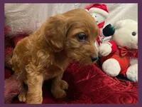 processed/11d5db77-735b-4807-8060-b477dc151ced/listing/60a00ca1-f12a-4082-9fd5-39f45817e649/45f0b653-43d3-43d9-8d5b-f237f0179c98