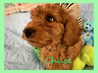 Chase, a male Poodle - Miniature  and Poodle - Standard  for sale in Washington, MO – Photo 8 of 8