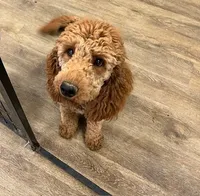 Chase, a male Poodle - Miniature  and Poodle - Standard  for sale in Washington, MO – Photo 4 of 8