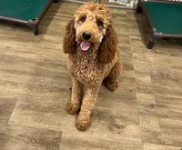 Chase, a male Poodle - Miniature  and Poodle - Standard  for sale in Washington, MO – Photo 1 of 8