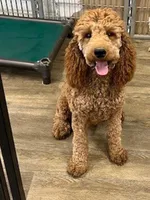 Chase, a male Poodle - Miniature  and Poodle - Standard  for sale in Washington, MO – Photo 3 of 8