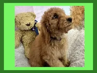 Chase, a male Poodle - Miniature  and Poodle - Standard  for sale in Washington, MO – Photo 7 of 8
