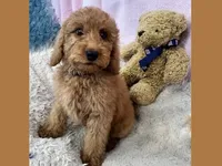 Chase, a male Poodle - Miniature  and Poodle - Standard  for sale in Washington, MO – Photo 5 of 8