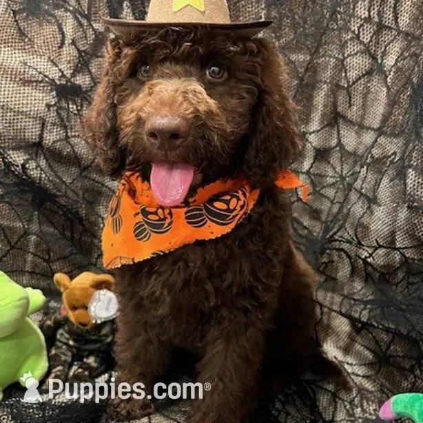 Mila, a female Labradoodle for sale in Washington, MO – Photo 3 of 4