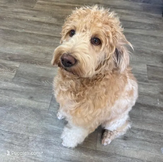 Mila – Labradoodle puppy for sale in Washington, MO