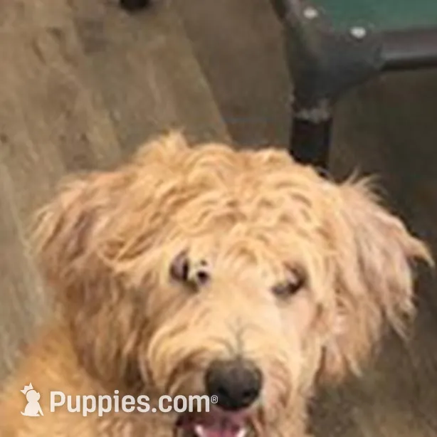 Mila, a female Labradoodle for sale in Washington, MO – Photo 2 of 4