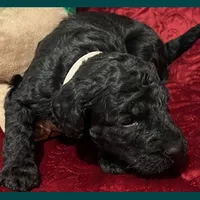 Adrian, a female Poodle - Miniature  and Poodle - Standard  for sale in Washington, MO – Photo 7 of 9