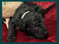 Adrian, a female Poodle - Miniature  and Poodle - Standard  for sale in Washington, MO – Photo 7 of 9