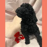 Adrian, a female Poodle - Miniature  and Poodle - Standard  for sale in Washington, MO – Photo 1 of 9