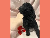 Adrian, a female Poodle - Miniature  and Poodle - Standard  for sale in Washington, MO – Photo 1 of 9