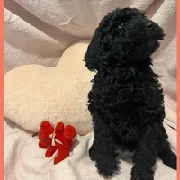 Adrian, a female Poodle - Miniature  and Poodle - Standard  for sale in Washington, MO – Photo 2 of 9