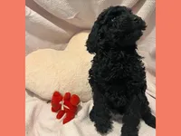 Adrian, a female Poodle - Miniature  and Poodle - Standard  for sale in Washington, MO – Photo 2 of 9