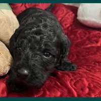 Adrian, a female Poodle - Miniature  and Poodle - Standard  for sale in Washington, MO – Photo 8 of 9