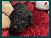 Adrian, a female Poodle - Miniature  and Poodle - Standard  for sale in Washington, MO – Photo 8 of 9