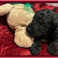 Adrian, a female Poodle - Miniature  and Poodle - Standard  for sale in Washington, MO – Photo 9 of 9