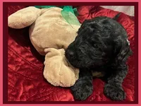 Adrian, a female Poodle - Miniature  and Poodle - Standard  for sale in Washington, MO – Photo 9 of 9