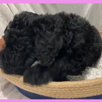 Adrian, a female Poodle - Miniature  and Poodle - Standard  for sale in Washington, MO – Photo 5 of 9