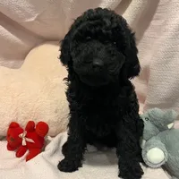 Adrian, a female Poodle - Miniature  and Poodle - Standard  for sale in Washington, MO – Photo 3 of 9