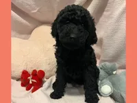 Adrian, a female Poodle - Miniature  and Poodle - Standard  for sale in Washington, MO – Photo 3 of 9