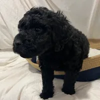 Adrian, a female Poodle - Miniature  and Poodle - Standard  for sale in Washington, MO – Photo 6 of 9