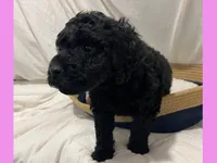 Adrian, a female Poodle - Miniature  and Poodle - Standard  for sale in Washington, MO – Photo 6 of 9