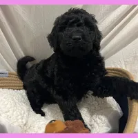 Adrian, a female Poodle - Miniature  and Poodle - Standard  for sale in Washington, MO – Photo 4 of 9