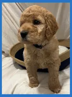 Alvin, a male Poodle - Miniature  and Poodle - Standard  for sale in Washington, MO – Photo 8 of 10