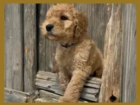Alvin, a male Poodle - Miniature  and Poodle - Standard  for sale in Washington, MO – Photo 5 of 10