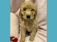 Alvin, a male Poodle - Miniature  and Poodle - Standard  for sale in Washington, MO – Photo 4 of 10