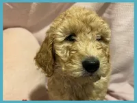 Alvin, a male Poodle - Miniature  and Poodle - Standard  for sale in Washington, MO – Photo 3 of 10