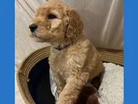 Alvin, a male Poodle - Miniature  and Poodle - Standard  for sale in Washington, MO – Photo 7 of 10