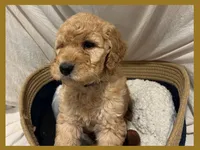 Alvin, a male Poodle - Miniature  and Poodle - Standard  for sale in Washington, MO – Photo 6 of 10