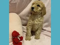 Alvin, a male Poodle - Miniature  and Poodle - Standard  for sale in Washington, MO – Photo 1 of 10